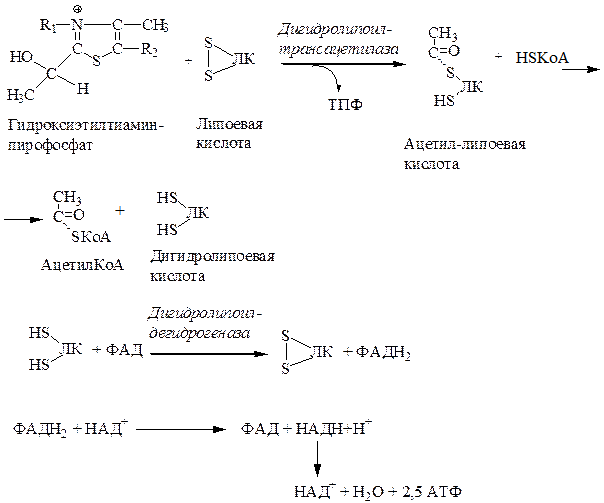 Механизм окислительного декарбоксилирования пирувата - student2.ru
