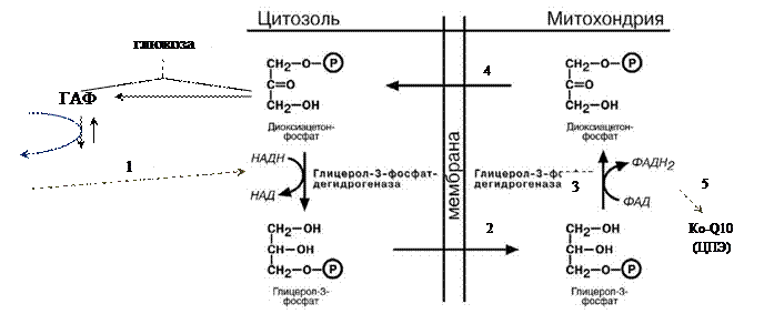 Механизм поддержания нормальной концентрации глюкозы в крови - student2.ru