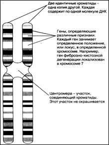 Механизмы клеточных делений - student2.ru
