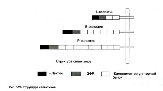 Механизмы передачи сигналов в клетку. Рецеторы клеточной адгезии. Аденилатциклазная система, инозитолфосфатная система. Каталитические и внутриклеточные рецепторы - student2.ru