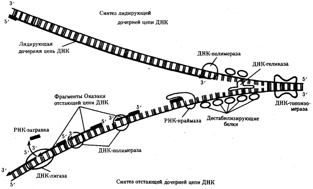 Механизмы сохранения нуклеогидной последовательности ДНК. Химическая стабильность. Репликация. Репарация - student2.ru