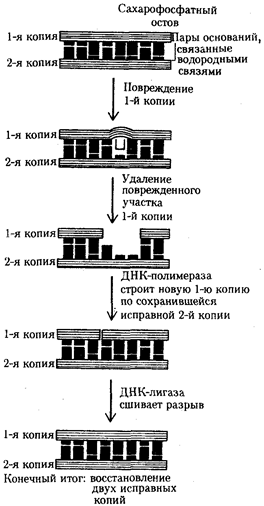Механизмы сохранения нуклеогидной последовательности ДНК. Химическая стабильность. Репликация. Репарация - student2.ru