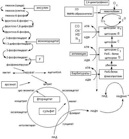 Механизмы токсического повреждения систем энергообеспечения клетки - student2.ru