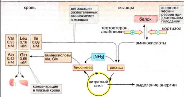 Метаболизм белков и аминокислот в мышцах - student2.ru