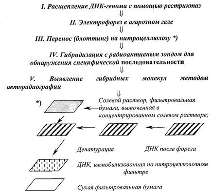 Метод блоттинга по Саузерну - student2.ru