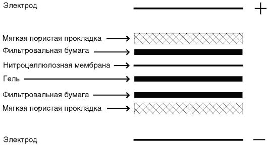 Метод иммуноблота - student2.ru