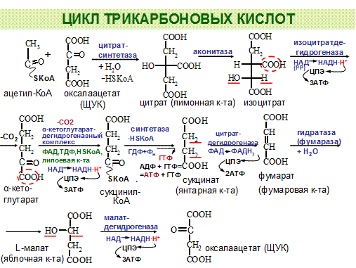 Методика определения пероксидазы в картофеле - student2.ru