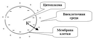 Методы измерения мембранного потенциала - student2.ru