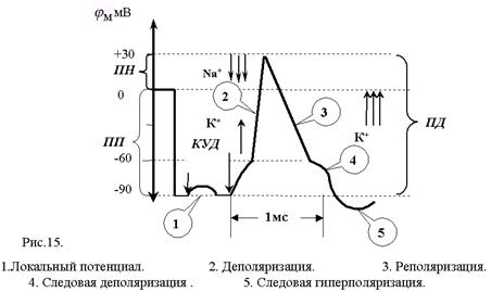 Методы измерения мембранного потенциала - student2.ru