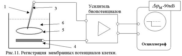 Методы измерения мембранного потенциала - student2.ru