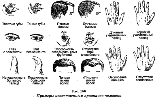 Методы изучения наследственности - student2.ru