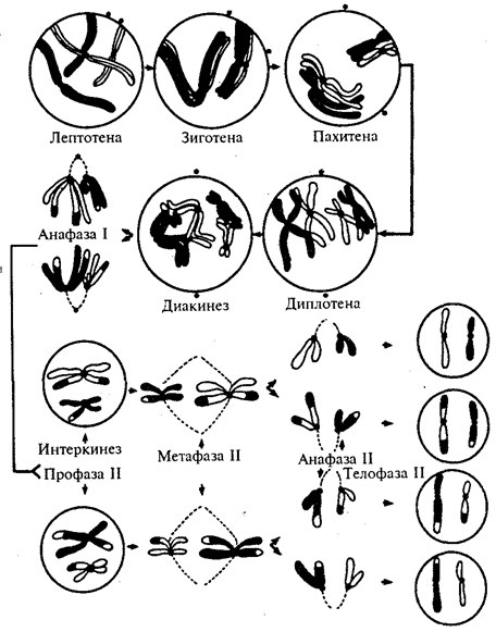 Мейоз как центральный механизм гаметогенеза, цитологическая и цитогенетическая характеристики. Биологическое значение мейоза. - student2.ru