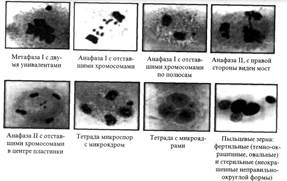 Мейоз как основа полового размножения - student2.ru