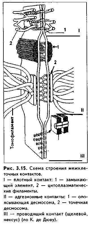межклеточные взаимодействия. межклеточные контакты - student2.ru