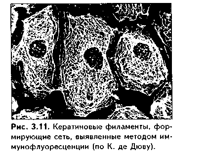 межклеточные взаимодействия. межклеточные контакты - student2.ru