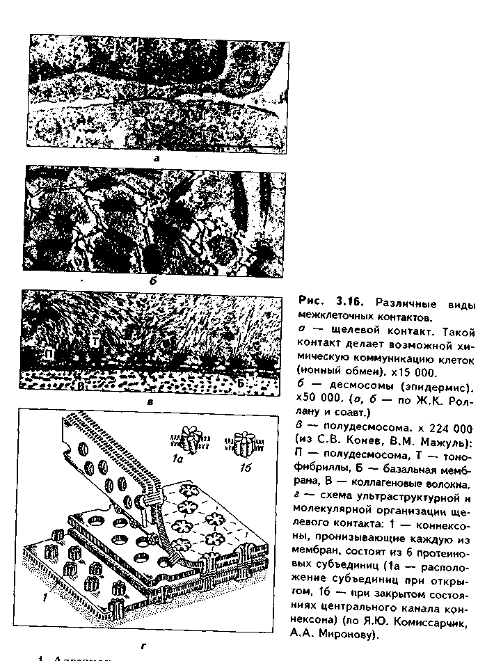 межклеточные взаимодействия. межклеточные контакты - student2.ru