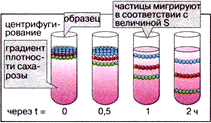 Микроскопические методы - student2.ru