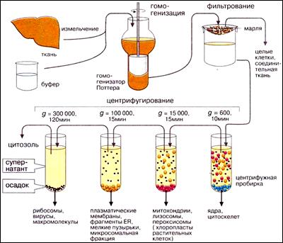 Микроскопические методы - student2.ru