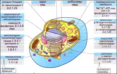 Микроскопические методы - student2.ru