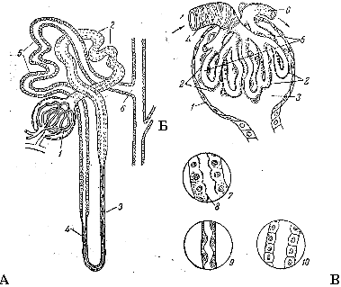 Микроскопическое строение почек - student2.ru