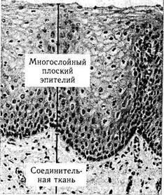 Микротрубочки, реснички и центриоли. 4 страница - student2.ru