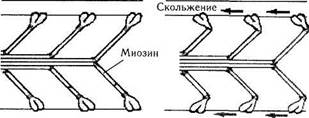 Микротрубочки, реснички и центриоли. 5 страница - student2.ru