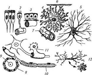 Микротрубочки, реснички и центриоли. 6 страница - student2.ru