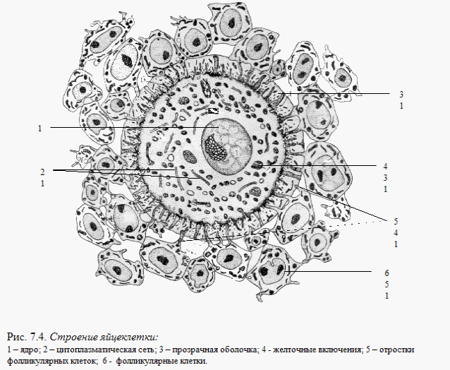 Митоз. Характеристика основных этапов - student2.ru