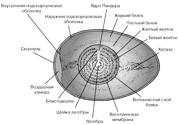 Митоз. Характеристика основных этапов - student2.ru