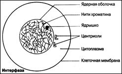 Митоз – основной тип деления с сохранением плоидности - student2.ru