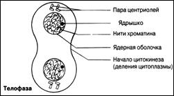 Митоз – основной тип деления с сохранением плоидности - student2.ru