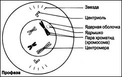 Митоз – основной тип деления с сохранением плоидности - student2.ru