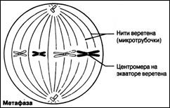 Митоз – основной тип деления с сохранением плоидности - student2.ru