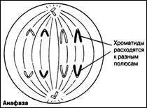 Митоз – основной тип деления с сохранением плоидности - student2.ru