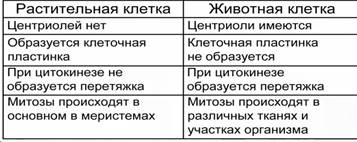 Митоз в животных и растительных клетках - student2.ru