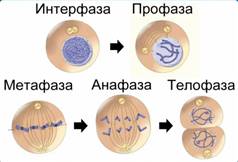 Митоз в животных и растительных клетках - student2.ru