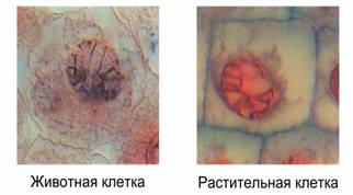 Митоз в животных и растительных клетках - student2.ru