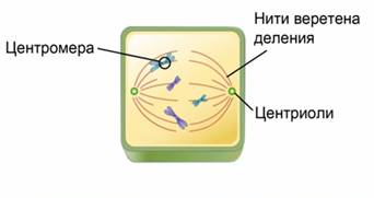 Митоз в животных и растительных клетках - student2.ru