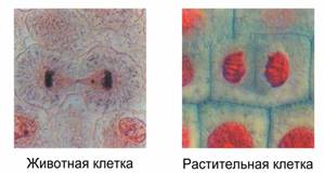 Митоз в животных и растительных клетках - student2.ru
