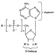 Многие коферменты и родственные им соединения являются производными аденозинмонофосфата - student2.ru