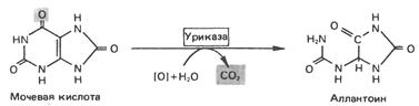 Многие коферменты и родственные им соединения являются производными аденозинмонофосфата - student2.ru