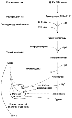 Многие коферменты и родственные им соединения являются производными аденозинмонофосфата - student2.ru