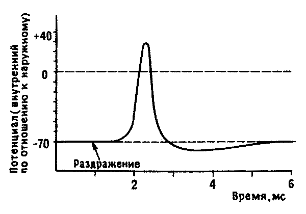 Многоклеточные организмы - student2.ru