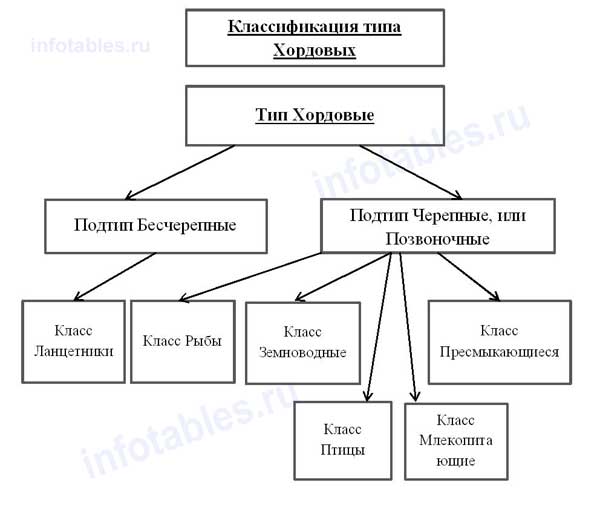 Многоклеточные животные: Тип хордовые - student2.ru