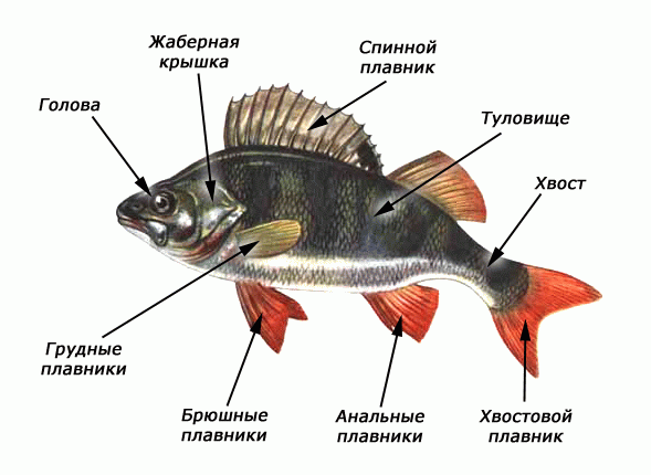 Многоклеточные животные: Тип хордовые - student2.ru