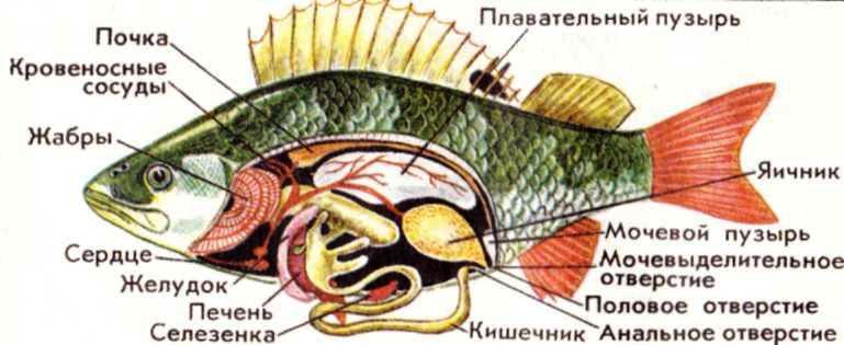 Многоклеточные животные: Тип хордовые - student2.ru