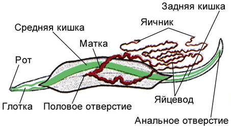 Многообразие паразитических круглых червей - student2.ru