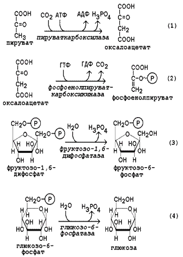 Мобилизация гликогена и гликогенолиз - student2.ru