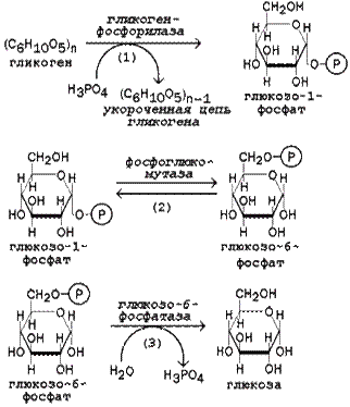 Мобилизация гликогена и гликогенолиз - student2.ru