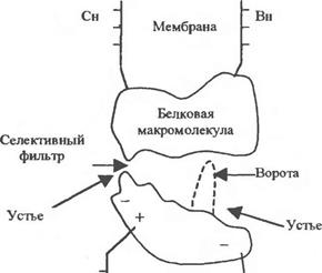 Модели биофазы и Хилла, их использование для описания закономерностей взаимодействия веществ с активными центрами биологических мембран. - student2.ru